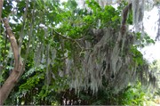 34269_Ringling