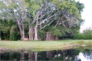 34299_Ringling