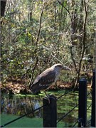 34514_Brookgreen