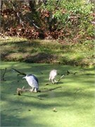 34517_Brookgreen