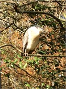 34519_Brookgreen