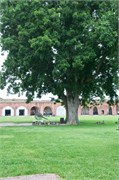 Savannah_34