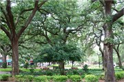Savannah_52