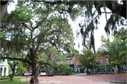 Savannah_58