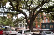 Savannah_67