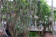 Savannah_71