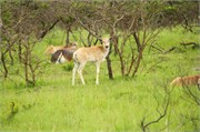 35938-MpongoB