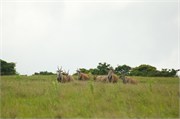 35959-MpongoB