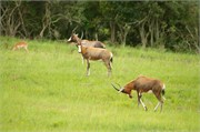 35973-MpongoB