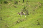 35982-MpongoB