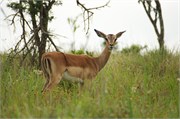 36018-MpongoB