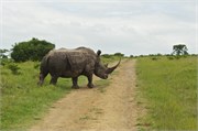 36038-MpongoB