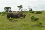36048-MpongoB