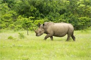 36064-MpongoB