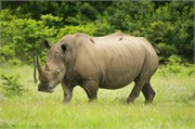 36068-MpongoB