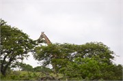 36150-MpongoA