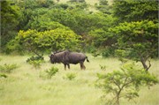 36199-MpongoA