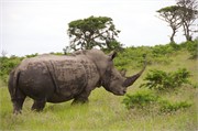 36226-MpongoAa