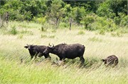 36503-HluhluweA