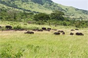 36506-HluhluweA