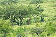 36551-HluhluweB