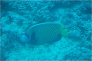 UWMaldivesA-34