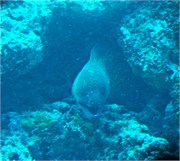 UWMaldivesA-42