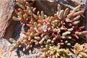 RobbenIsland31