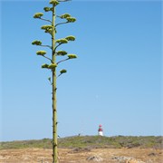 RobbenIsland9