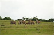 Mpongo43