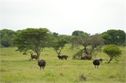 Mpongo46