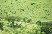 Hluhluwe10
