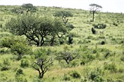 Hluhluwe15