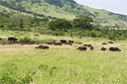Hluhluwe20