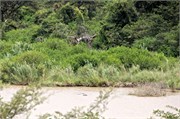 Hluhluwe29