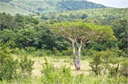 Hluhluwe7