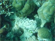 CerfIsland25