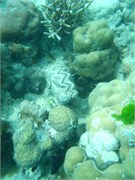 CerfIsland26
