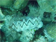 CerfIsland27