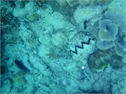 CerfIsland30