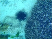CerfIsland31