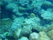 CerfIsland32
