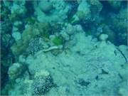 CerfIsland33