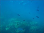CerfIsland9