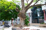 MaleMaldives22