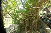 Phuket13
