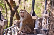 Phuket16