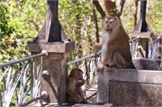 Phuket17