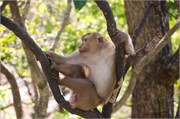 Phuket18
