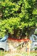 Phuket62
